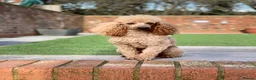 Poodle dogs for stud: Donnajays  5* PROVEN, HEALTH TESTED & PROFESSIONAL - Advert 6