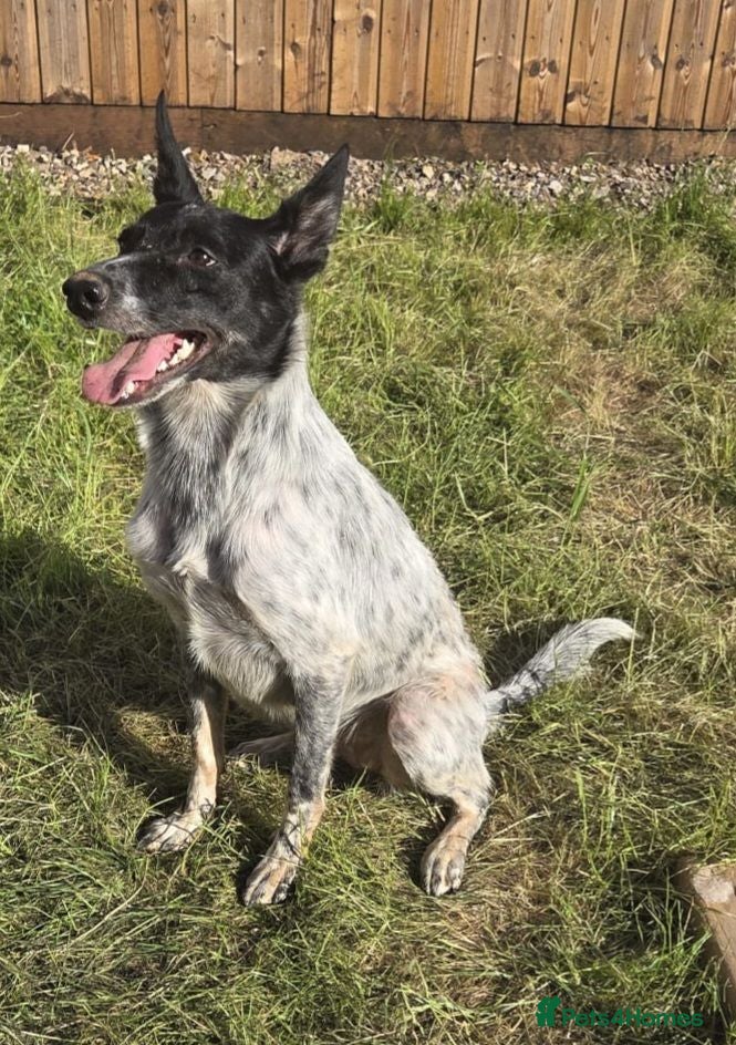 Mixed Breed dogs border collie mix  - Advert 3