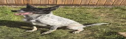 Mixed Breed dogs for sale: border collie mix  in Bristol - Advert 1