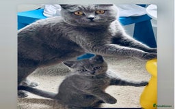 British Shorthair cats for sale: British Shorthair Kittens(1boy and 1girl leftonly) - Image 6