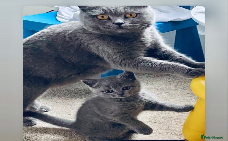 British Shorthair cats - Advert 2