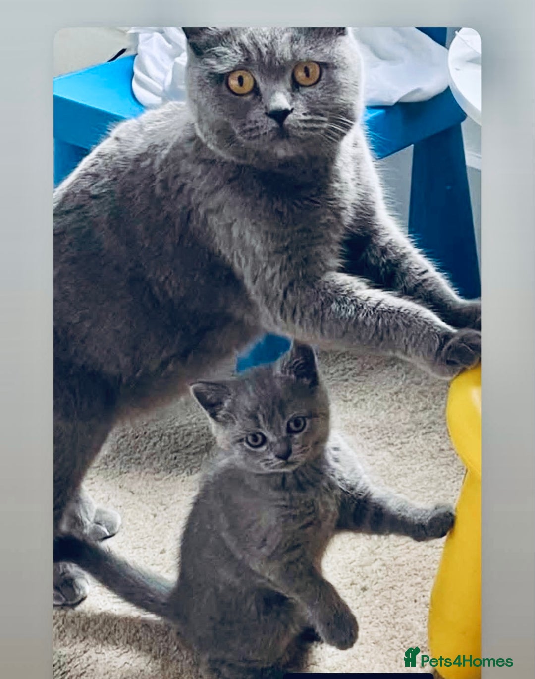 British Shorthair cats for sale: British Shorthair Kittens(1boy and 1girl leftonly) - Image 6