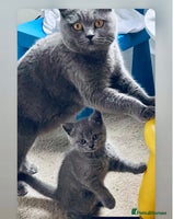 British Shorthair cats - Advert 7