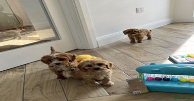 Cavapoo dogs - Advert 12