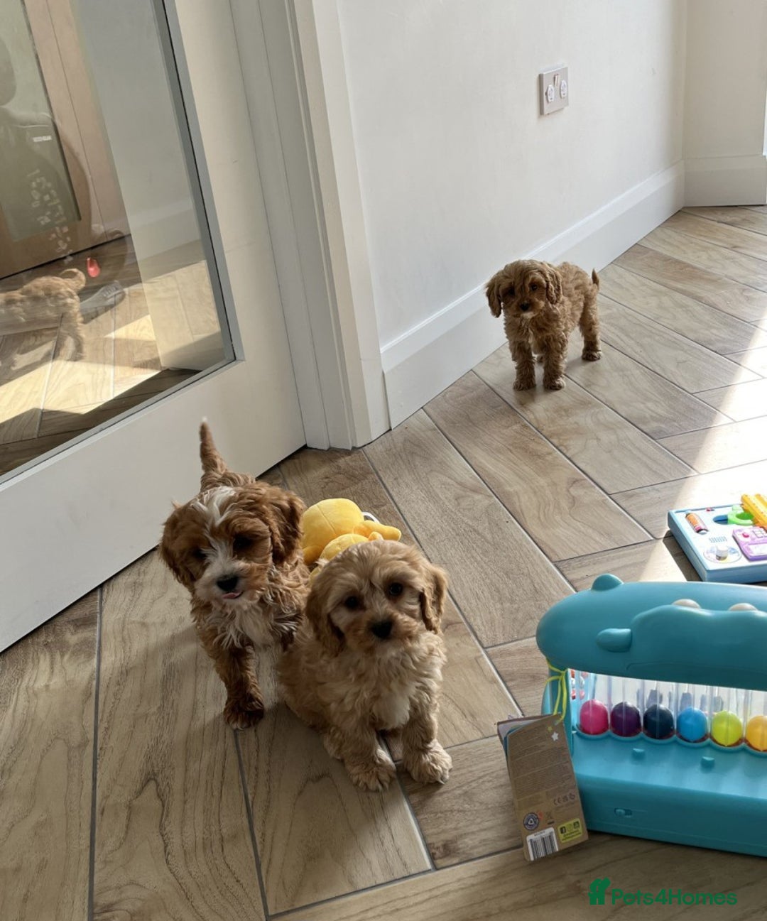Cavapoo dogs for sale: STUNNING CAVAPOO PUPPIES  - Image 3