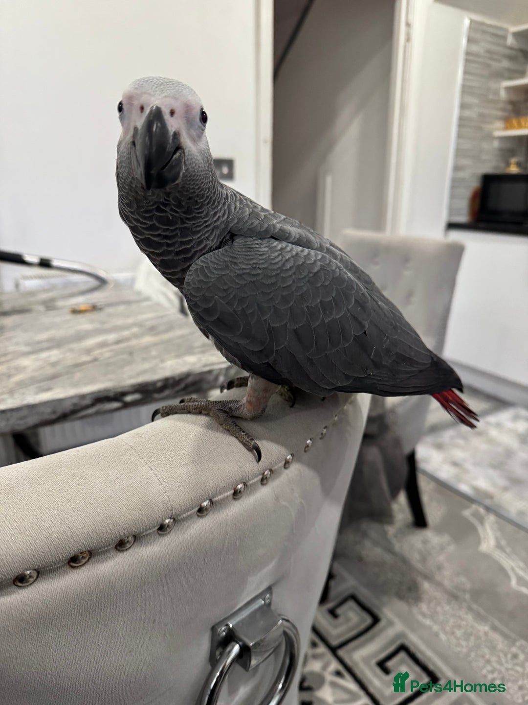 Parrots birds for sale: Hand reared  fully tame baby  African grey parrot  - Advert 2