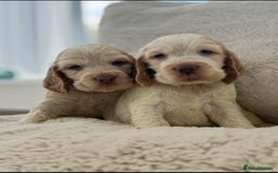 Cocker Spaniel dogs for sale: KC Registered Show Cocker Spaniel Puppies  - Image 3