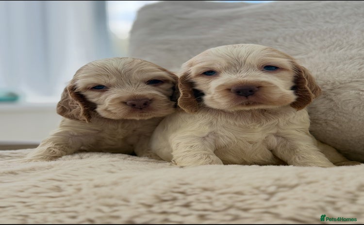 Cocker Spaniel dogs - Advert 1