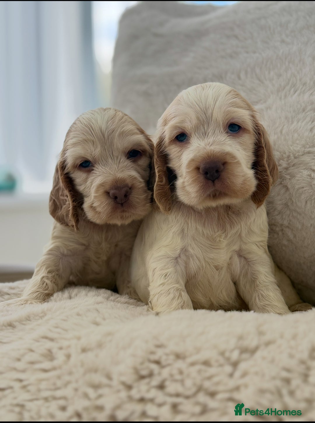 Cocker Spaniel dogs for sale: KC Registered Show Cocker Spaniel Puppies  - Image 3