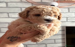 Poochon dogs for sale: 9 Poochon Puppies for Sale – Merles Available - Image 4
