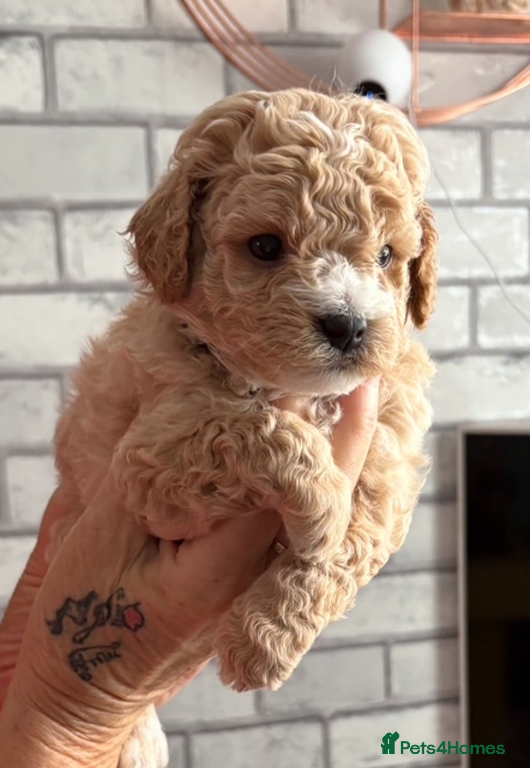 Poochon dogs for sale: 9 Poochon Puppies for Sale – Merles Available - Image 4