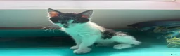 Mixed Breed cats for sale: Stunning polydactyl kittens - Advert 22