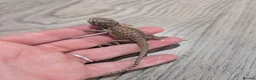 Bearded Dragon reptiles for sale: Baby bearded dragons  - Advert 5
