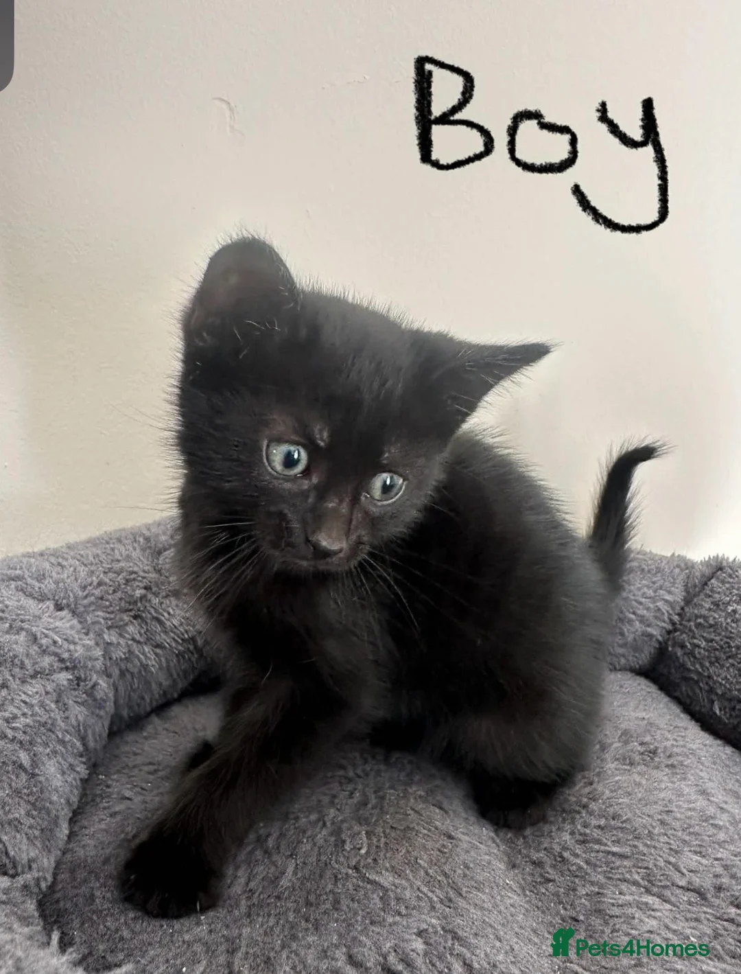 British Shorthair cats for sale: British Shorthair Kittens for Sale  - Advert 5