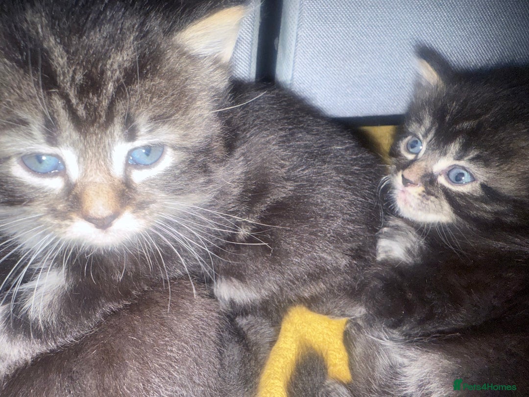 British Longhair cats for sale: Polydactyl long fur kittens  - Image 25