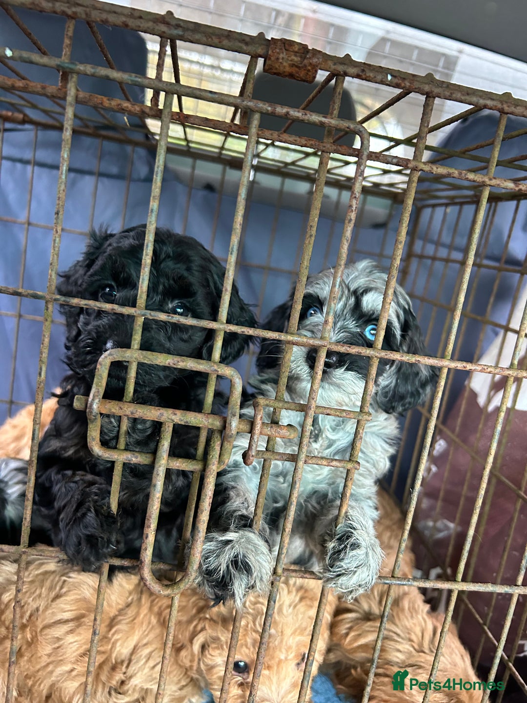 Labradoodle dogs for sale: F1b miniature labradoodle  - Image 9