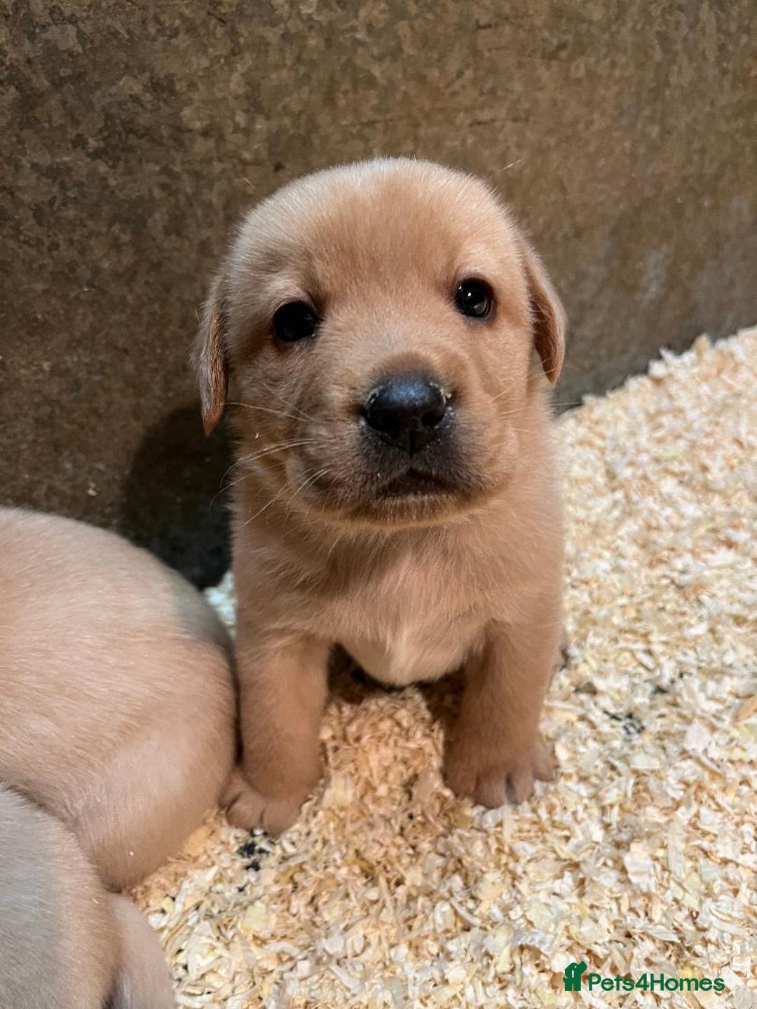 Labrador Retriever dogs for sale: Beautiful Fox Red Labradors  - Advert 4