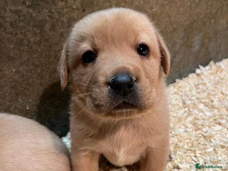 Labrador Retriever dogs Beautiful Fox Red Labradors - Advert 1