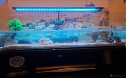 Turtle reptiles for sale: Musk Turtles  - Image 4