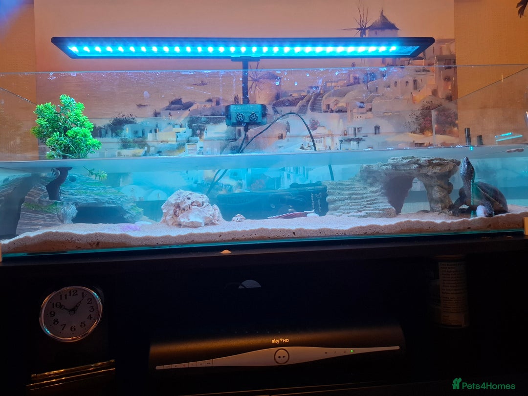 Turtle reptiles for sale: Musk Turtles  - Image 4