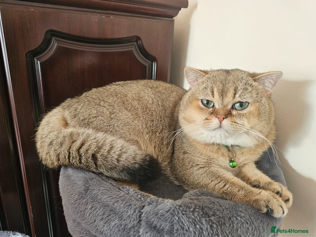British Shorthair cats for sale: Feline - Advert 28