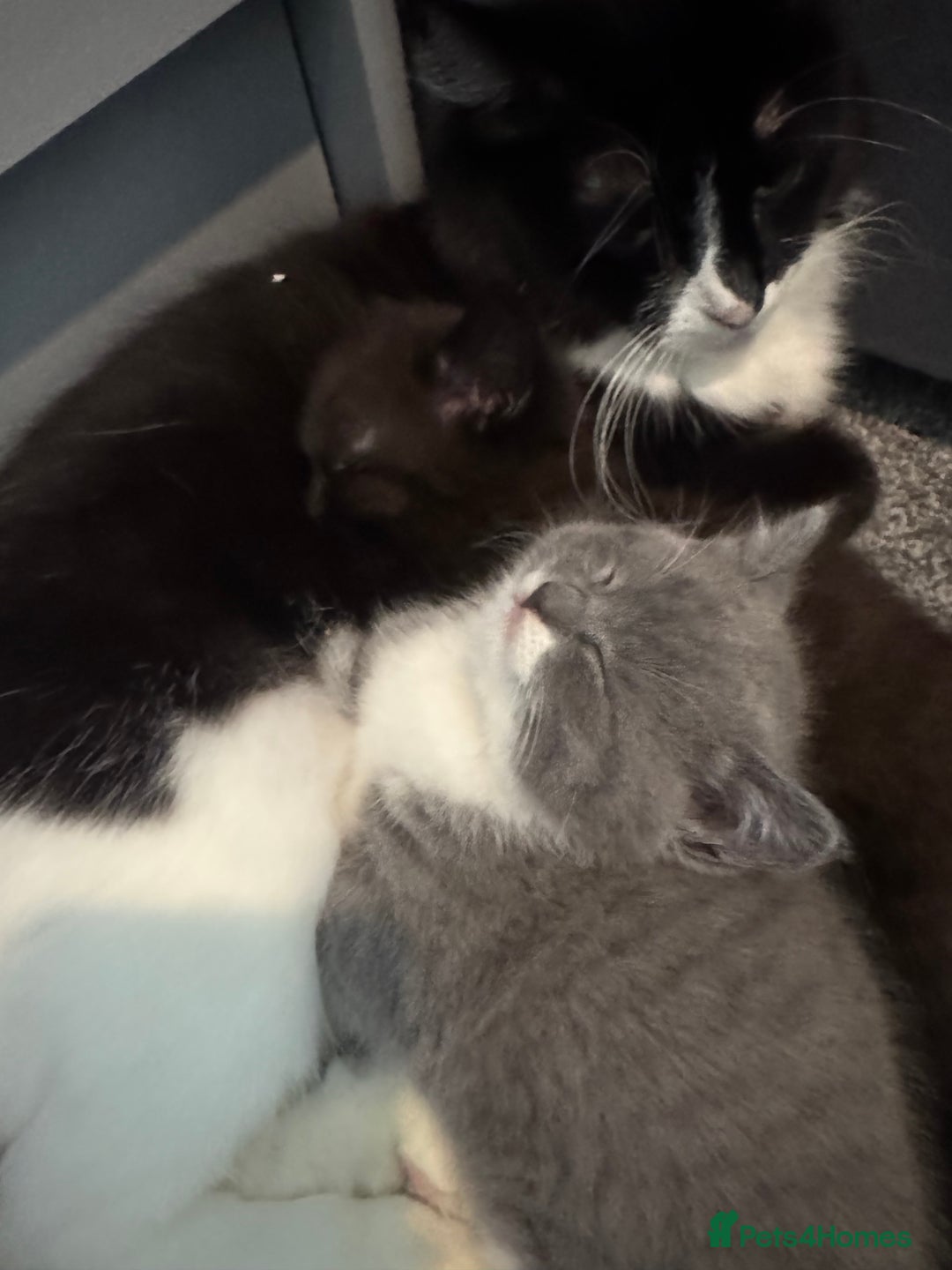 Mixed Breed cats for sale: Mixed , British short hair - Image 6