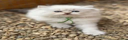 British Longhair cats for sale: PURE British longhair girls❤️ - Advert 6