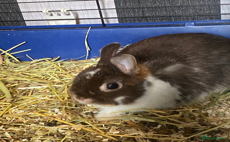 Mixed Breed rodents in Preston - Advert 2