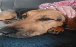 Mixed Breed dogs for adoption: Ruby is looking for her forever home - Image 8