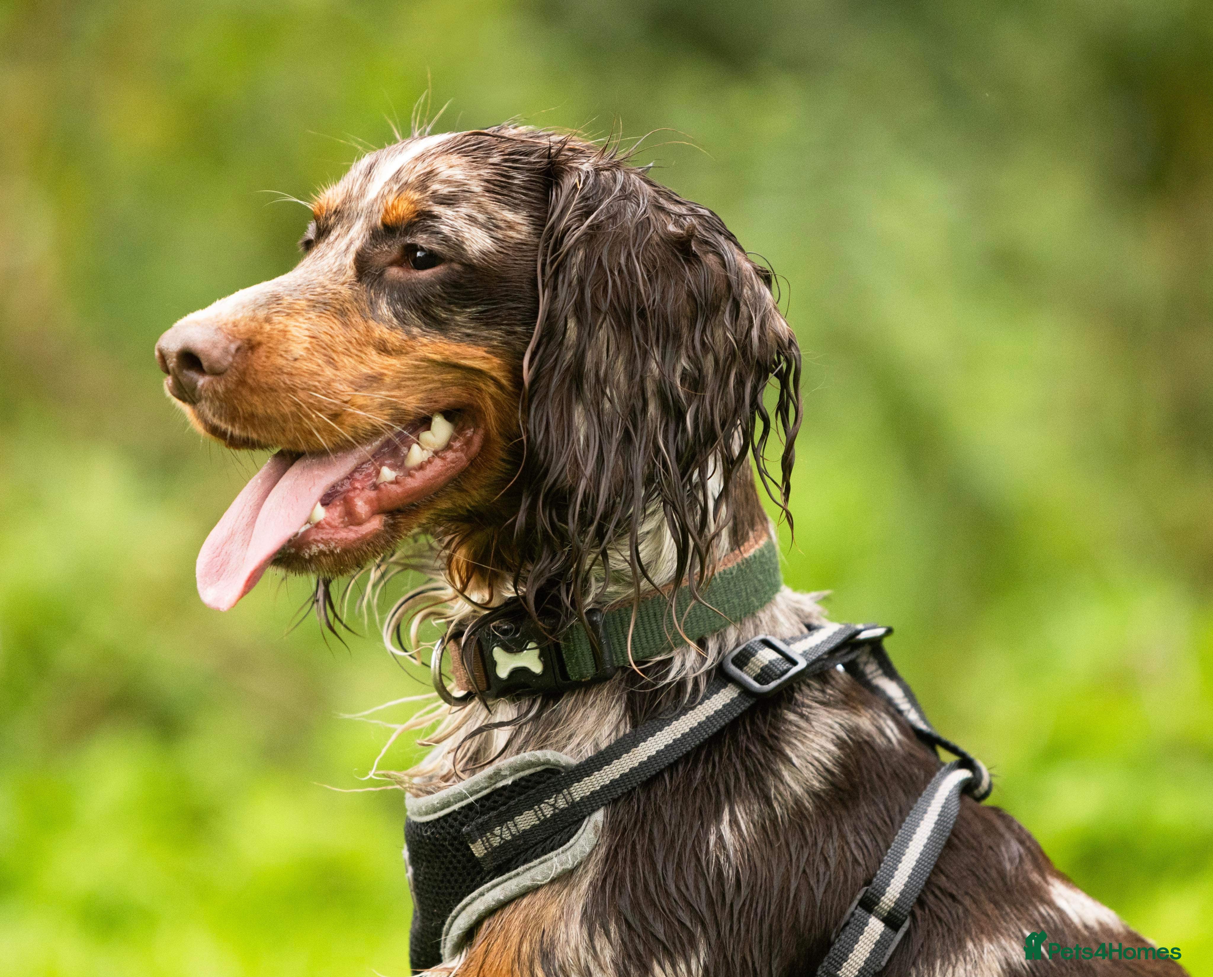 Cocker Spaniel dogs Chocolate Tri Merle Cocker Spaniel Stud in Darlington - Advert 6