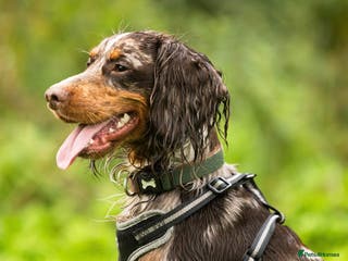 Cocker Spaniel dogs Chocolate Tri Merle Cocker Spaniel Stud in Darlington - Advert 8