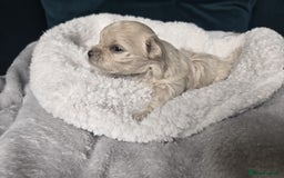 Maltipoo dogs for sale: 🐾 🐾3 Beautiful Maltipoo Girls Available! 🐾 - Image 4