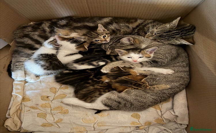Domestic Shorthair cats - Advert 1