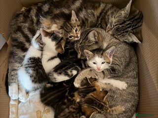 Domestic Shorthair cats - Advert 41