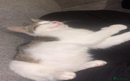 Mixed Breed cats for sale: Female Kitten for sale  - Image 2