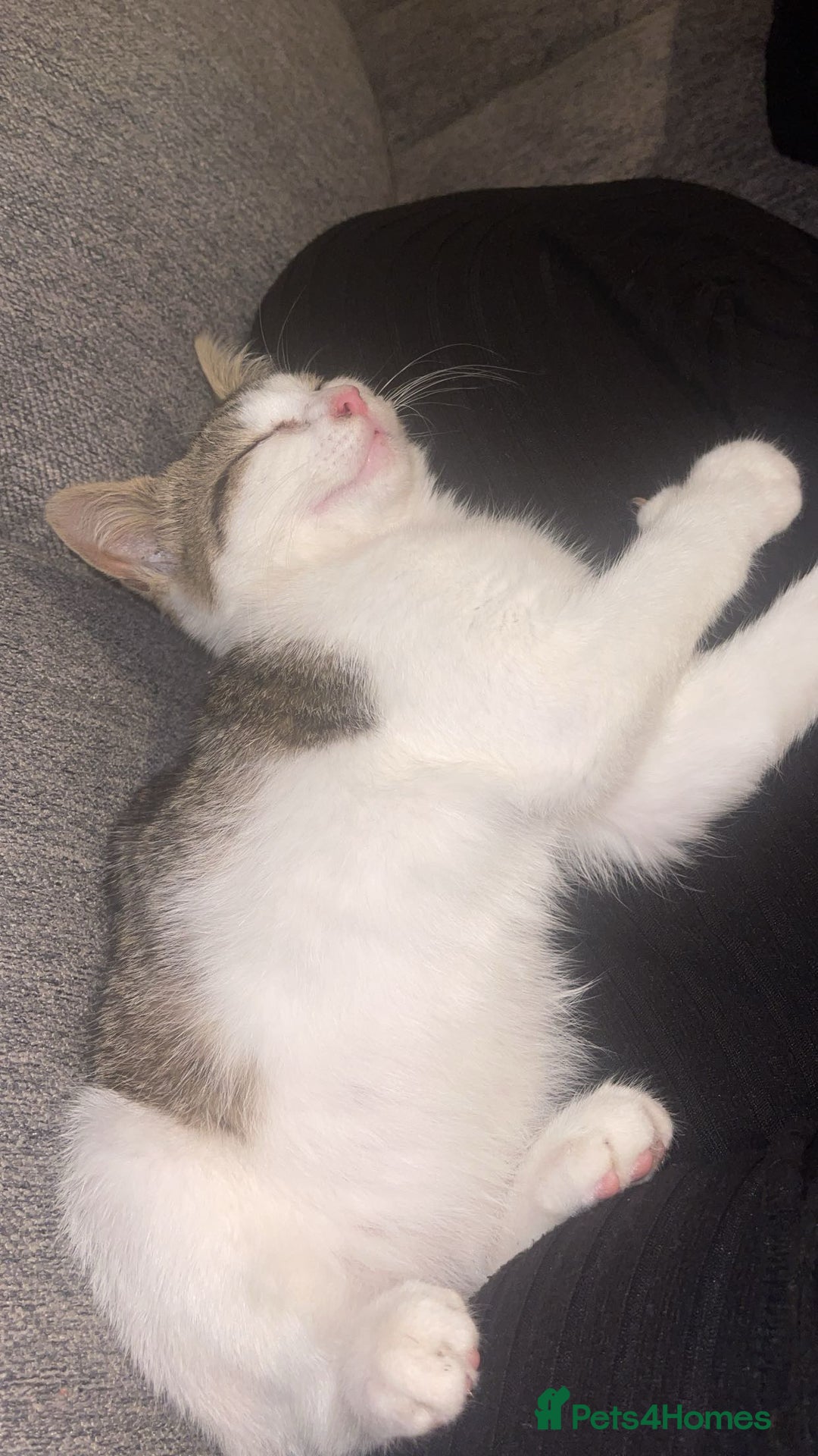 Mixed Breed cats for sale: Female Kitten for sale  - Image 2