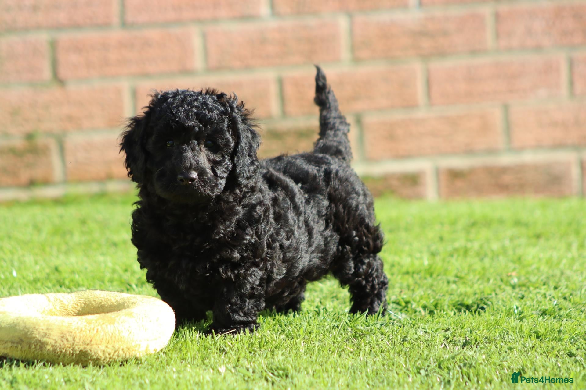 Cavapoochon dogs for sale: Beautiful Cavapoochon puppies for sale - Advert 1