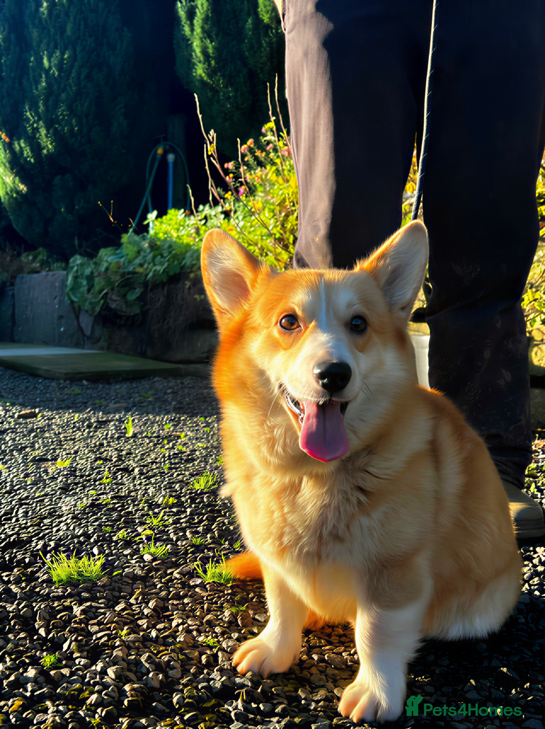 Welsh Corgi Pembroke dogs for sale: Stubby loving Corgi - Advert 3