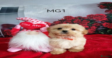 Maltipoo dogs - Advert 2