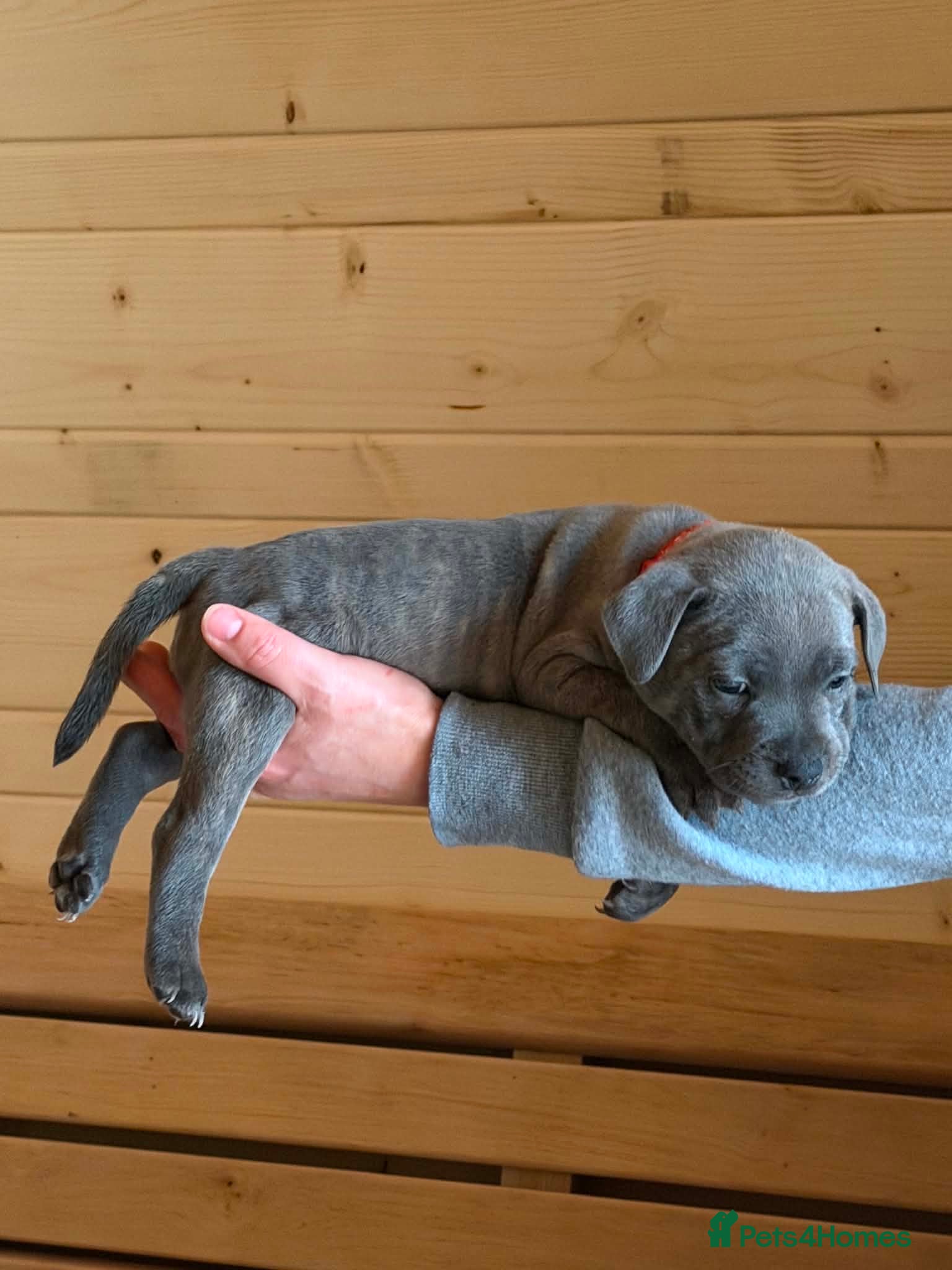 Staffordshire Bull Terrier dogs Adorable KC registered blue staffy puppies  - Advert 2