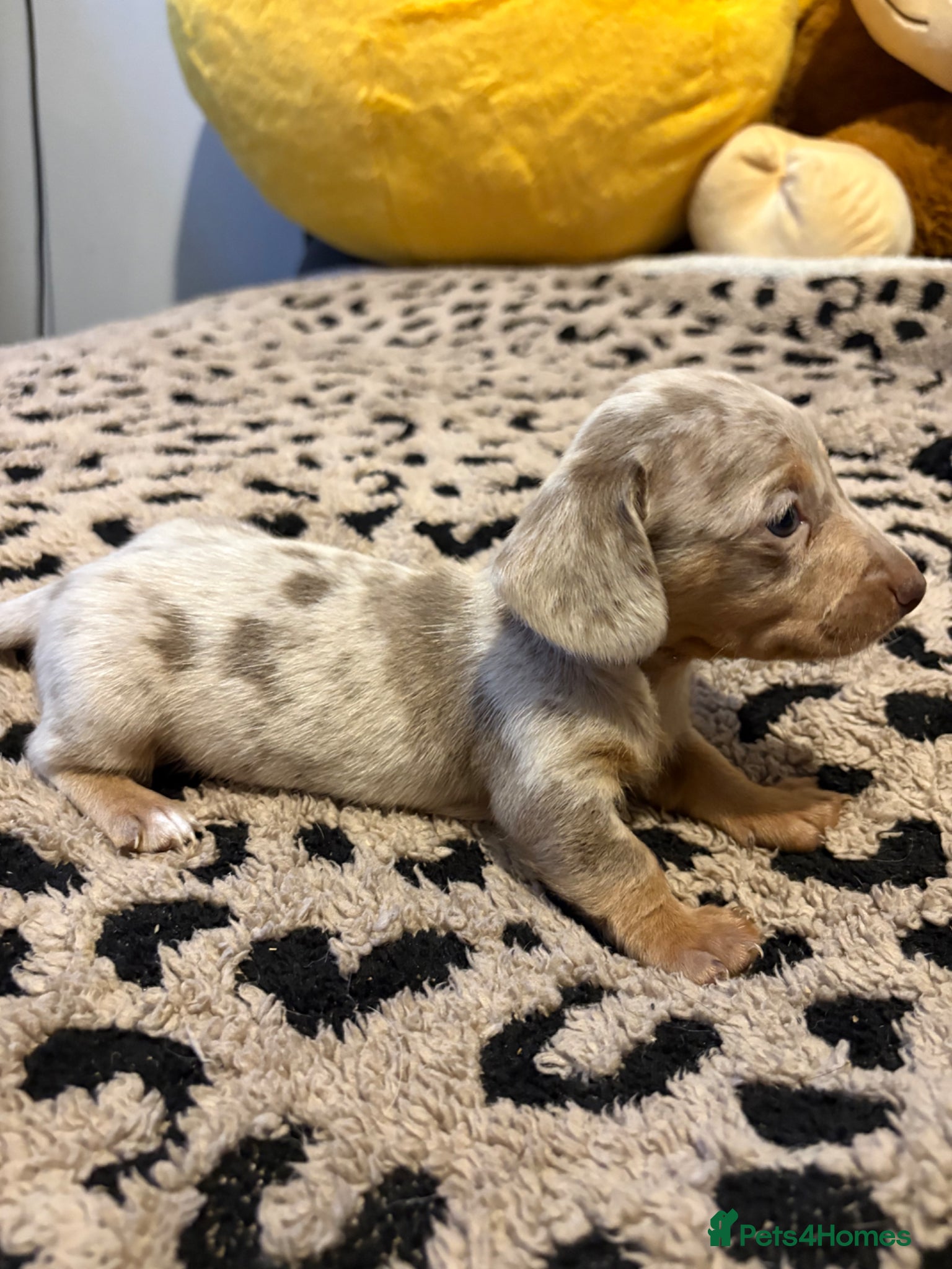 Dachshund dogs Long haired mini dachshunds - Advert 2