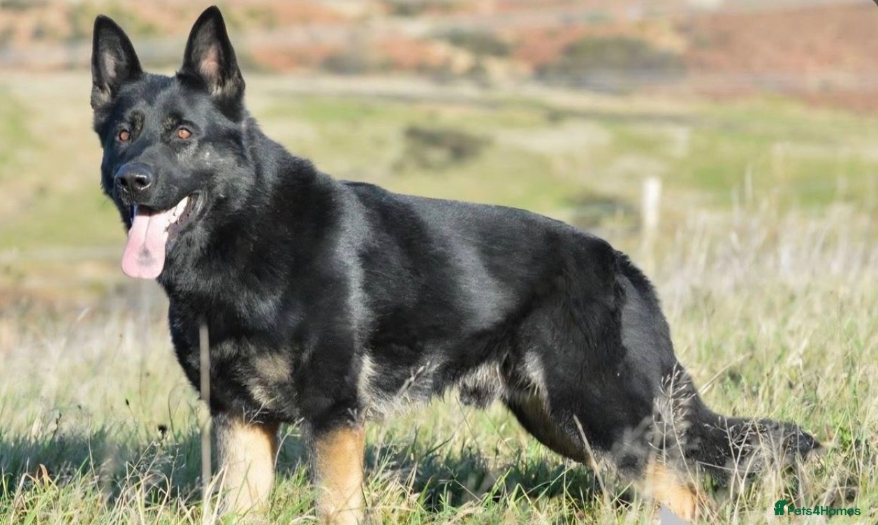 German Shepherd dogs Elite DDR / Czech Working Line GSD Pups - Advert 2