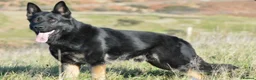 German Shepherd dogs for sale: Elite DDR / Czech Working Line GSD Pups - Advert 6