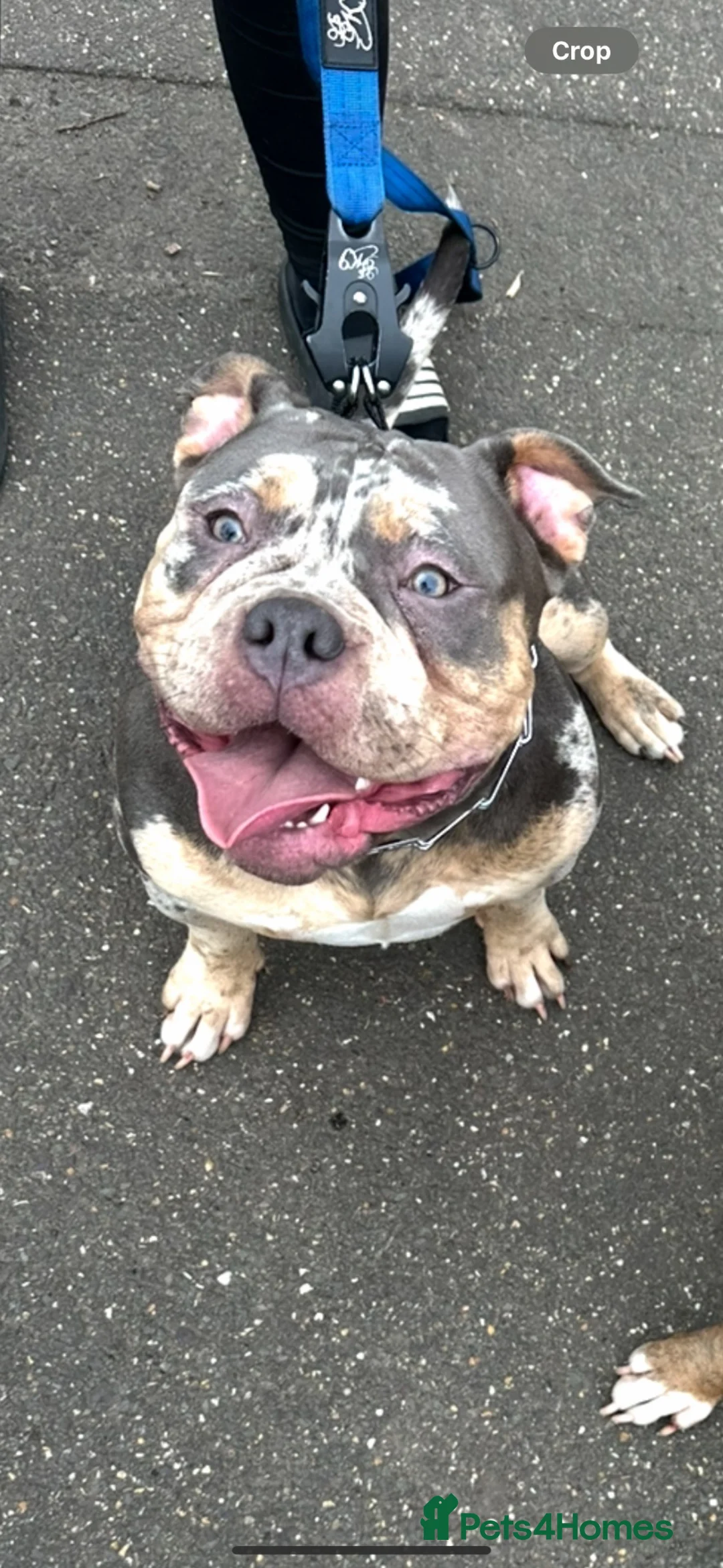 American Bully dogs for sale: Beautiful tri Merle pocket bully  - Advert 1