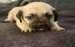 Mixed Breed dogs for sale: Beautiful Frenchie cross dachshund puppies   - Image 11