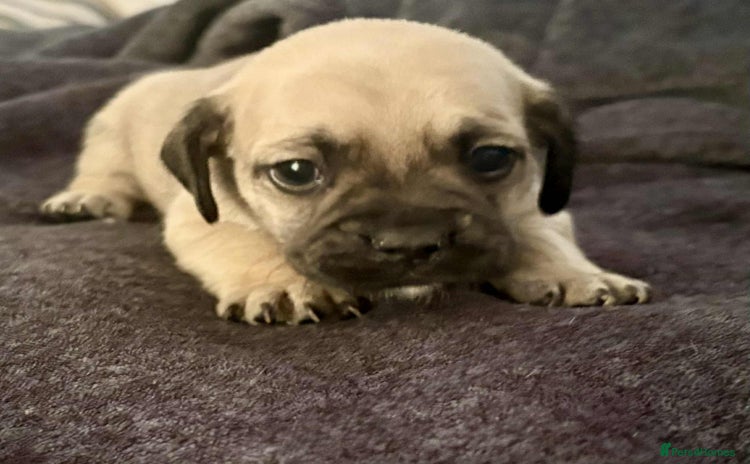 Mixed Breed dogs - Advert 1