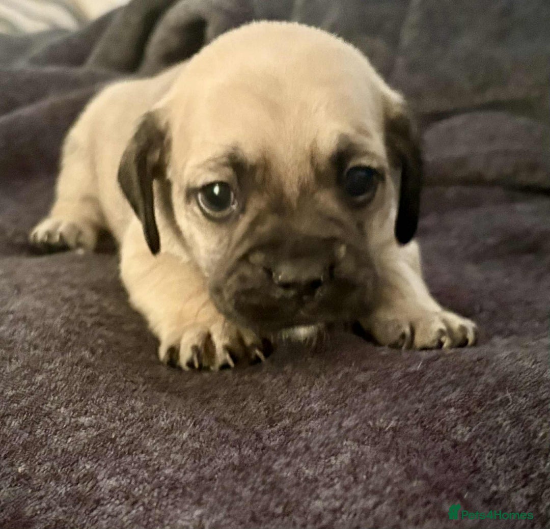 Mixed Breed dogs for sale: Beautiful Frenchie cross dachshund puppies   - Image 11