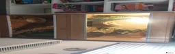 Bearded Dragon reptiles for sale: Lucifer  - Advert 5