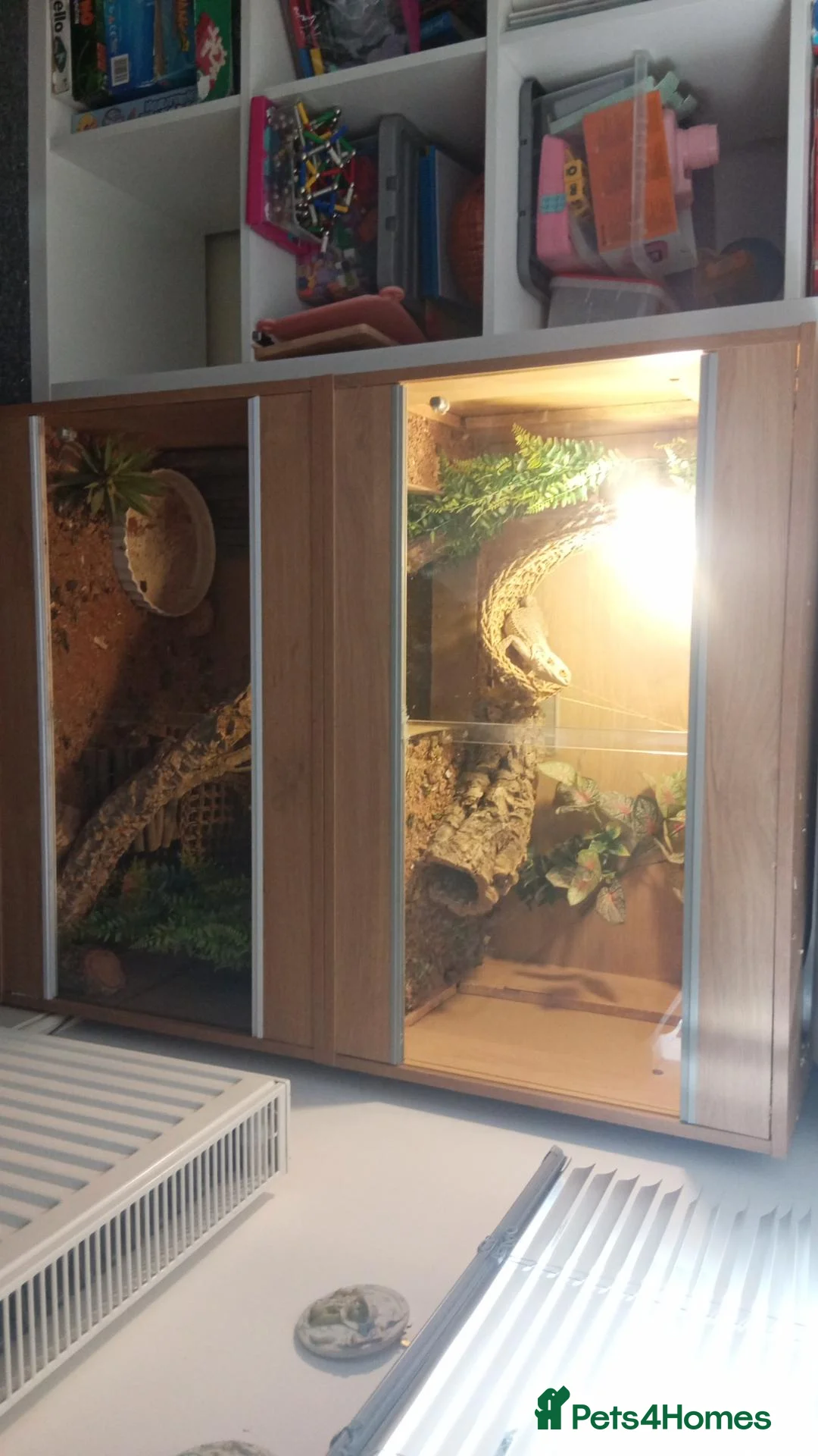 Bearded Dragon reptiles for sale: Lucifer  - Advert 5