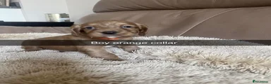 Cocker Spaniel 9